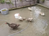 Turkeys — foto 4