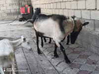 تيس, Alpine goat — الصورة 1