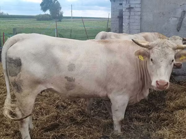 Vaca, Charolais cattle