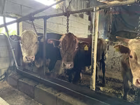 Bulle, Simmental cattle — Foto 1