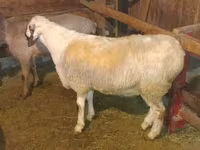 公羊, Sheep — 照片 4