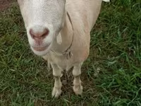 Коза, Saanen goat — фото 3