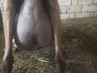 बकरी, Alpine goat — फ़ोटो 3