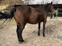 فرس, Kazakh horse — الصورة 6