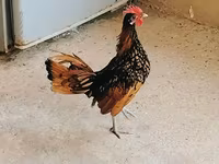 Chickens — 3-rasm