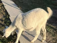 बकरी, Saanen goat — फ़ोटो 4