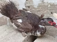 Turkeys — الصورة 4