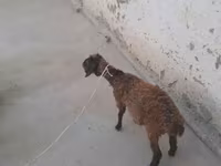 Goats (batch, sex not specified), Goats — photo 1