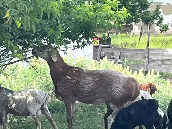 Qoç, Arashan sheep