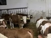公牛, Simmental cattle — 照片 3