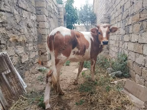 Vaca, Simmental cattle