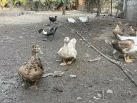 Ducks — फ़ोटो 3