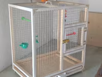 Papuqay,dovşan,hamster,şinşila,bildirçin,cücə,xamyak,pişik,quş,tısbağa — 照片 2