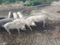 Verro, Cerdos — foto 5