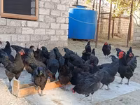 Australorp — foto 3
