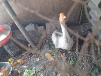 Geese — फ़ोटो 2