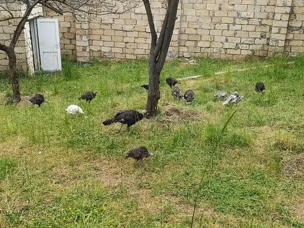 Turkeys