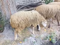 公羊, Sheep — 照片 1