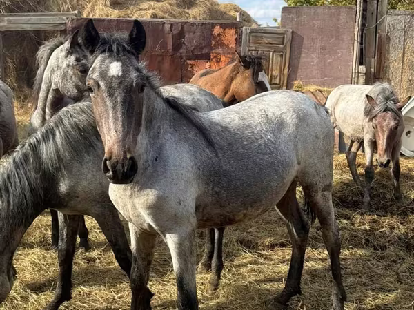 فرس, Kazakh horse