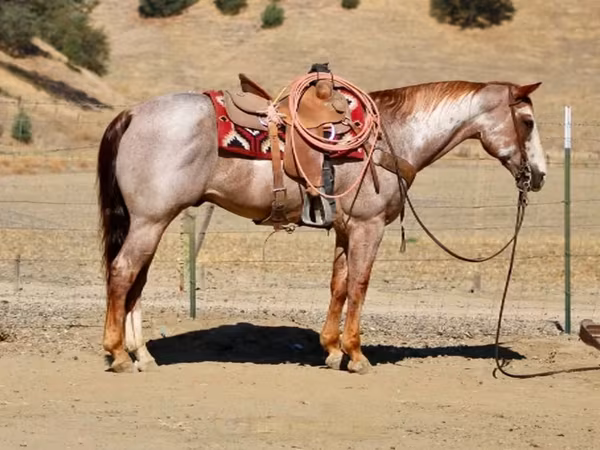 At, National Show Horse