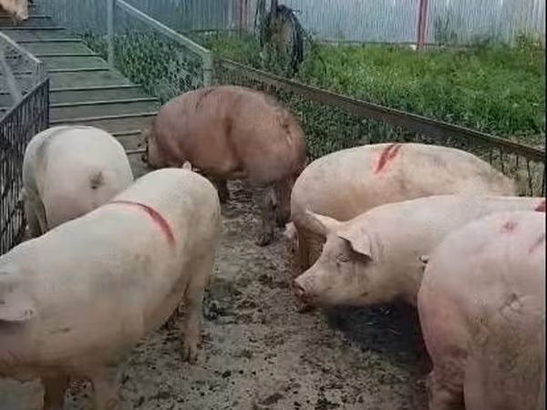 Қабан, Крупная белая