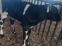Buğa, Russian Black pied cattle — foto 2