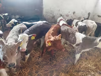 Buğa, Simmental cattle — foto 1