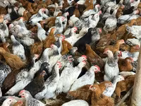 Chickens — photo 3