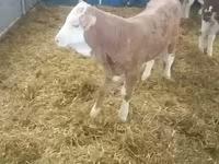 ثور, Simmental cattle — الصورة 2