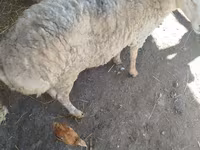 Qoʻchqor, Karakul sheep — 6-rasm