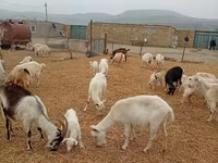 Ziege, Saanen goat — Foto 4