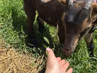 Ешкі, Nubian Goat — 3-сурет