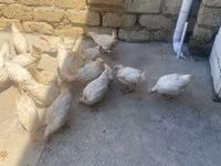 Leghorn — Foto 2