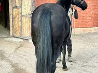 Stute, Akhal-Teke — Foto 5