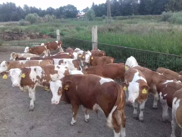 Бұқа, Simmental cattle