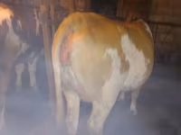 İnək, Simmental cattle — foto 3