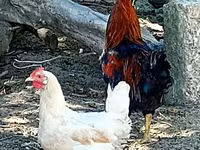 Chickens — Foto 4