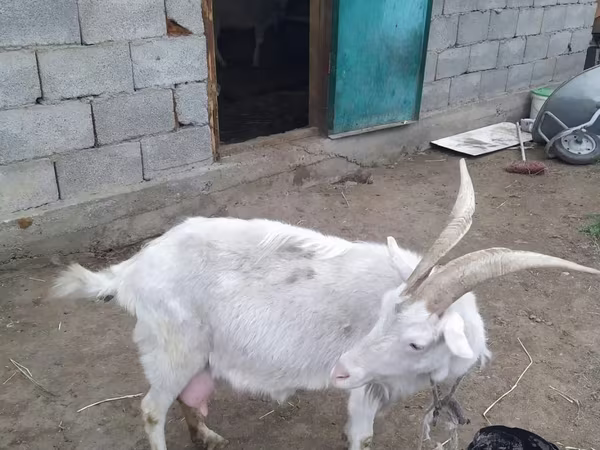 Ешкі, Nubian Goat