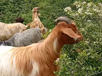 Ziegenbock, Ziegen — Foto 2