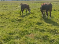 Bulle, Simmental cattle — Foto 1