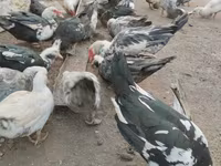 Ducks — 照片 4