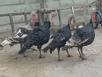 Turkeys — Foto 2