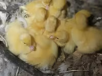 Ducks — फ़ोटो 6
