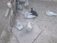 Ducks — Foto 4