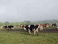Kuh, Swiss cattle — Foto 3