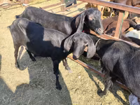 公山羊, Beetal goats — 照片 2