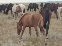 فرس, Mugalzhar horse — الصورة 3