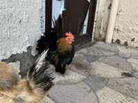 Chickens — Foto 3