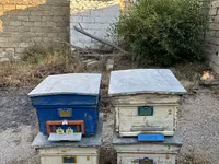 Arı yeşikləri satılır 🐝 Şəkildə görünən tipdə arıçılıq üçün yararlı — Foto 1