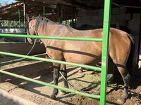 فرس, Kazakh horse — الصورة 3